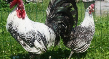 Breckel kuřata - vlastnosti chovu a chovu